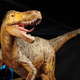 A full-grown relative of T. rex, the Xiongguanlong baimoensis was found in China.